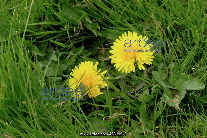 : Dandelion (Taraxacum officinale) flowering in turfgrass : Dandelion (Taraxacum officinale) flowering in turfgrass