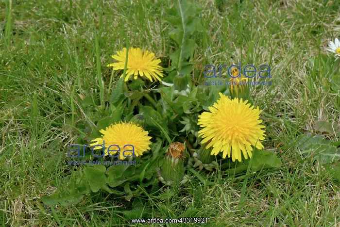: Dandelion (Taraxacum officinale) flowering in turfgrass : Dandelion (Taraxacum officinale) flowering in turfgrass