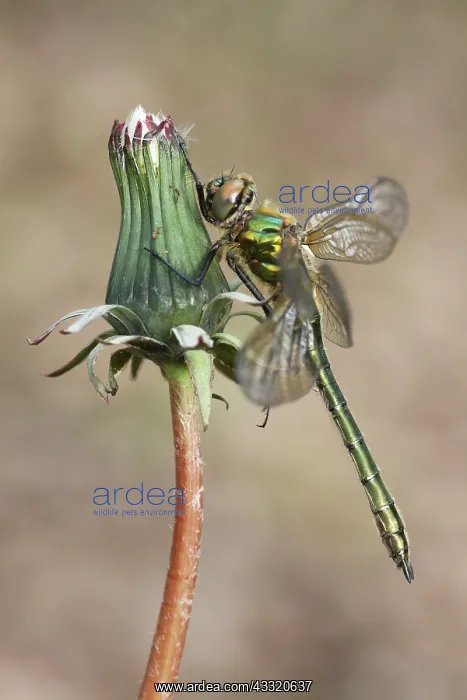 : Dandelion. Downy Emerald (Cordulia aenea) male resting on Common Dandelion : Dandelion. Downy Emerald (Cordulia aenea) male resting on Common Dandelion