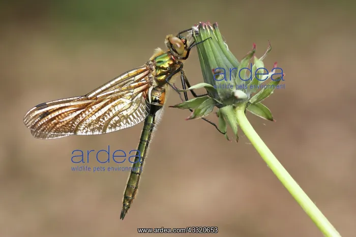 : Dandelion. Downy Emerald (Cordulia aenea) male resting on Common Dandelion : Dandelion. Downy Emerald (Cordulia aenea) male resting on Common Dandelion