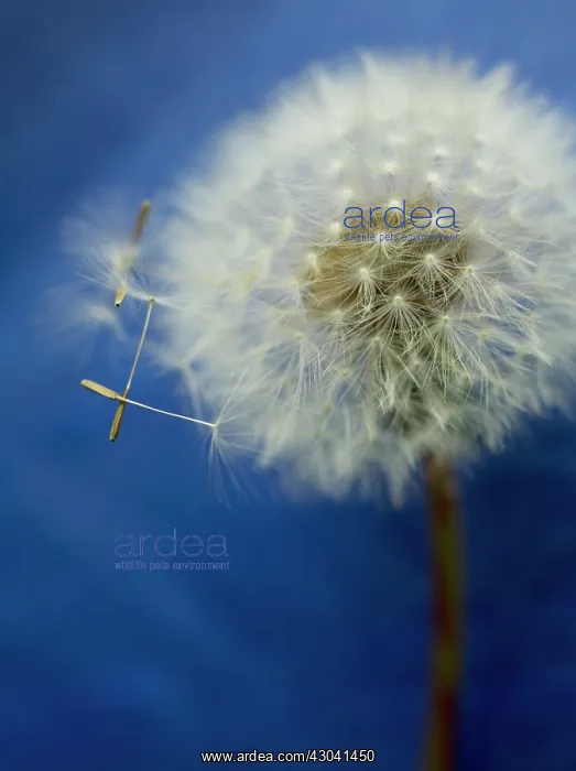 : Dandelion clock : Dandelion clock
