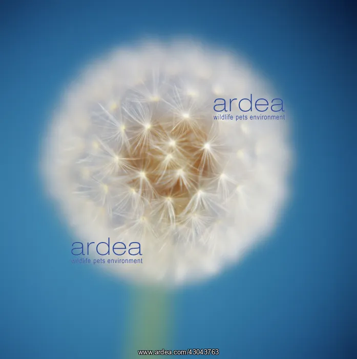 : Dandelion clock : Dandelion clock
