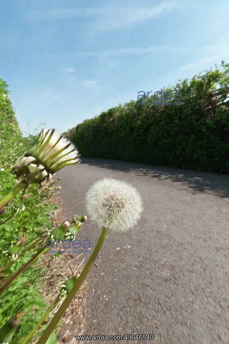 : Dandelion clock : Dandelion clock