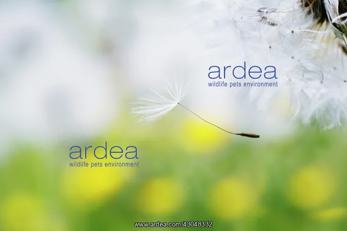  : Dandelion clock