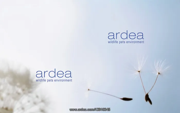  : Dandelion clock
