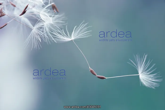 : Dandelion clock : Dandelion clock