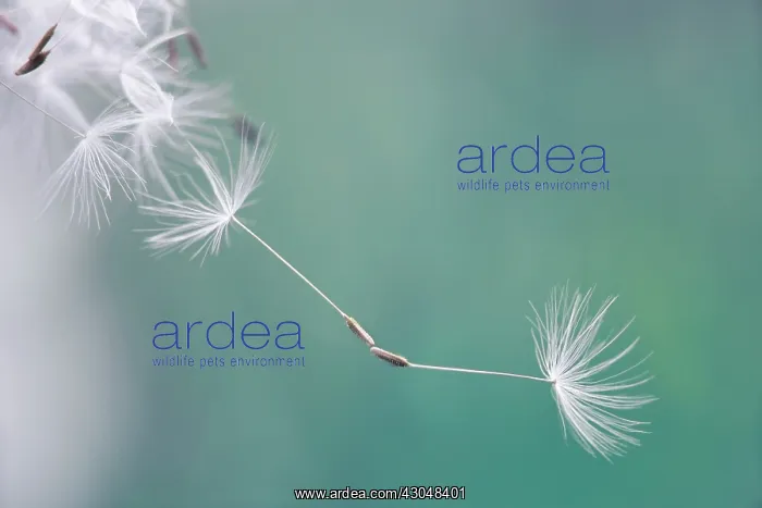 : Dandelion clock : Dandelion clock