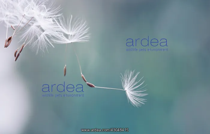 : Dandelion clock : Dandelion clock