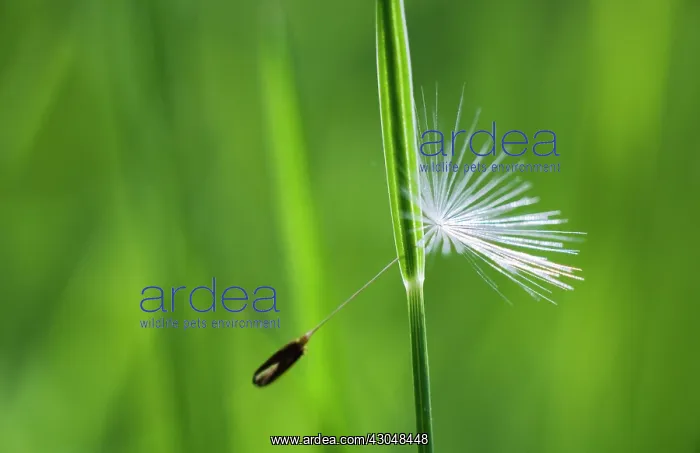: Dandelion clock : Dandelion clock