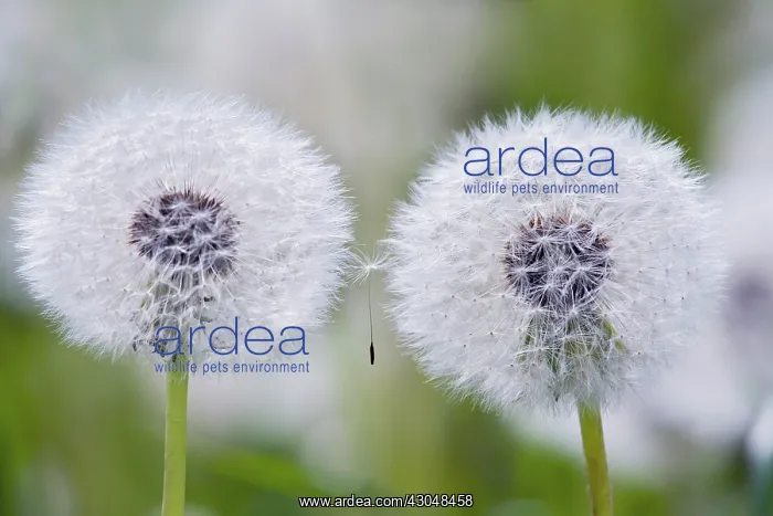 : Dandelion clock : Dandelion clock