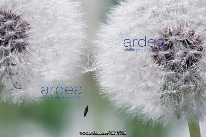 : Dandelion clock : Dandelion clock