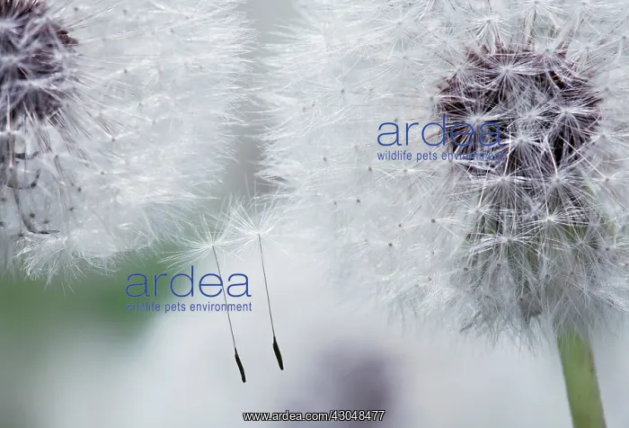 : Dandelion clock : Dandelion clock