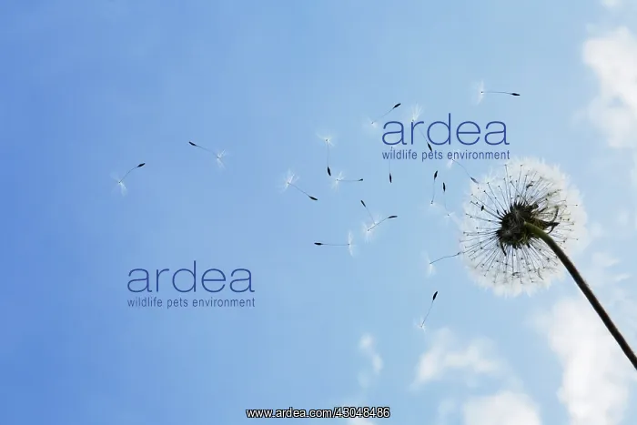 : Dandelion clock : Dandelion clock