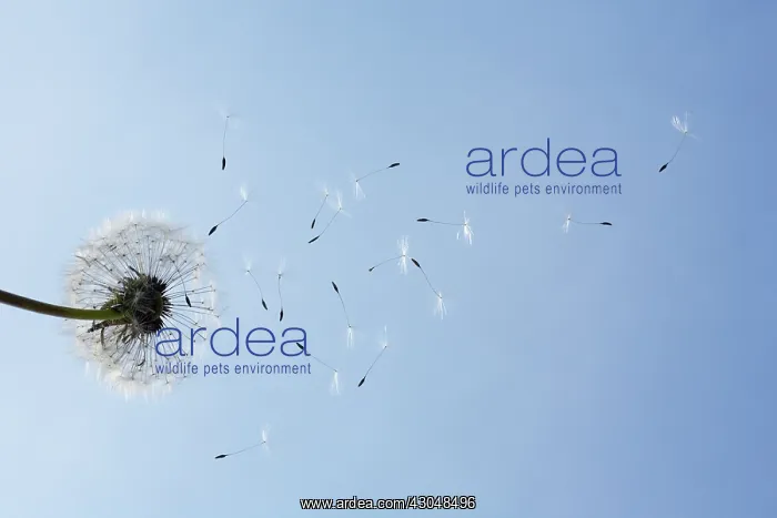  : Dandelion clock