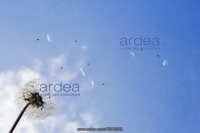 : Dandelion clock