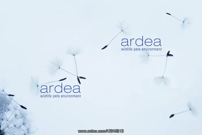 : Dandelion clock : Dandelion clock