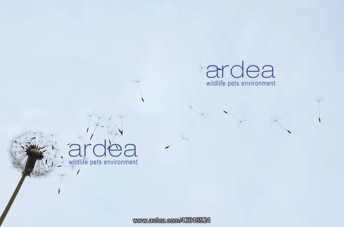  : Dandelion clock