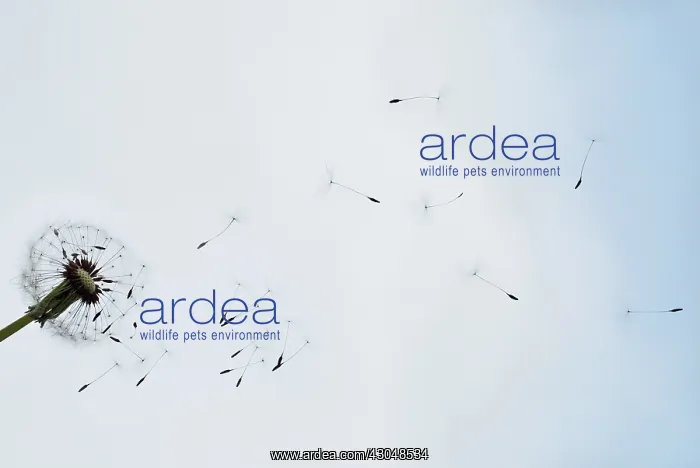  : Dandelion clock