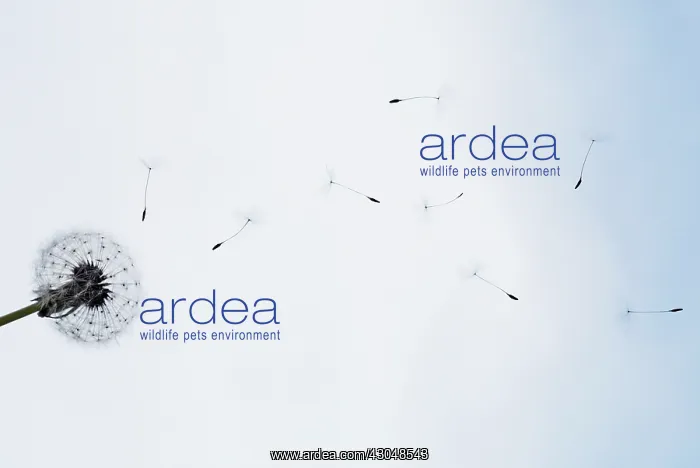  : Dandelion clock