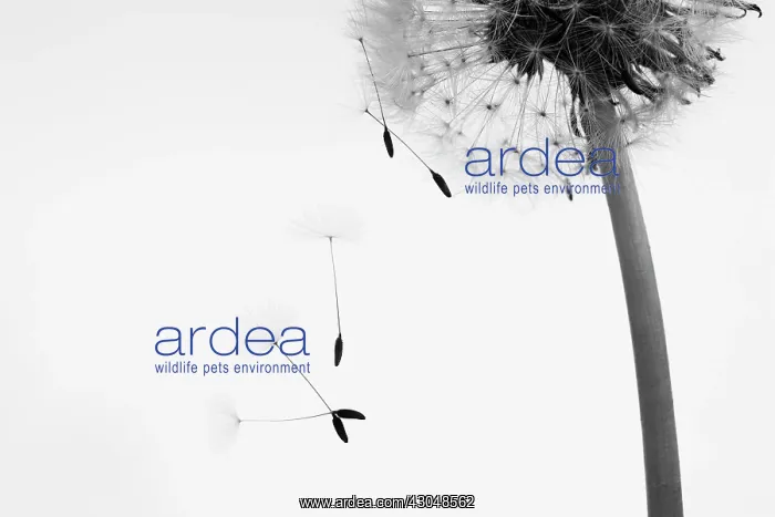 : Dandelion clock : Dandelion clock