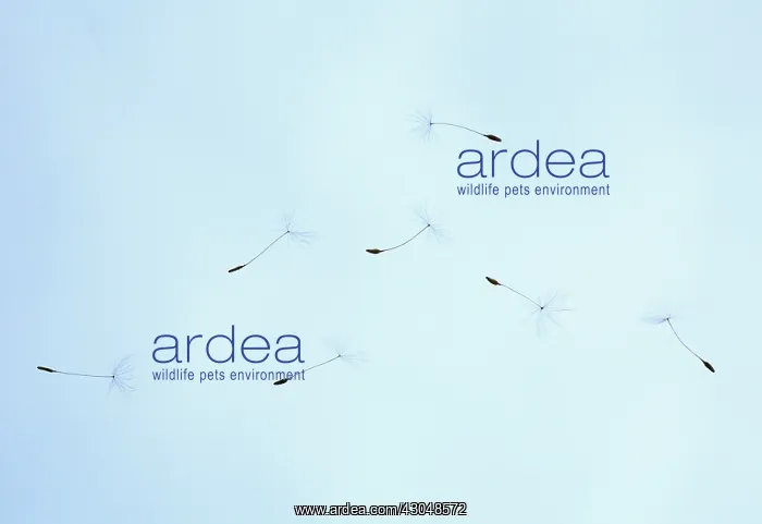 : Dandelion clock : Dandelion clock