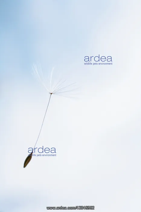 : Dandelion clock : Dandelion clock