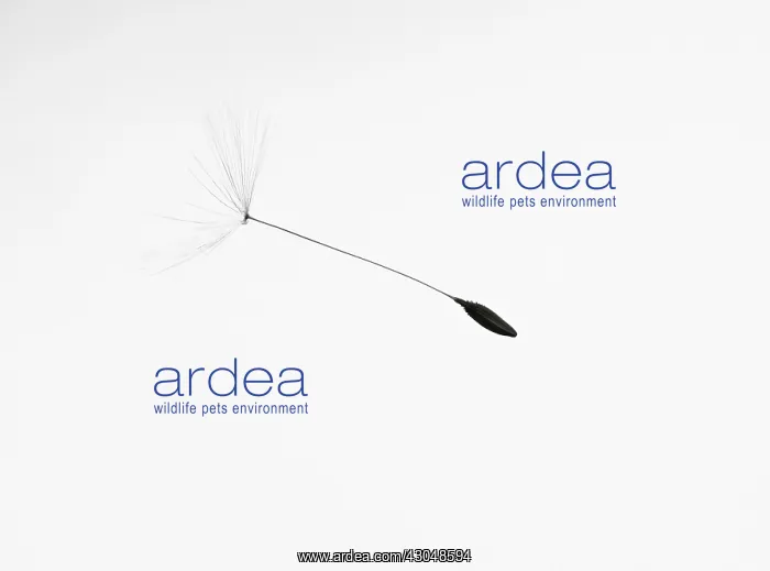 : Dandelion clock : Dandelion clock