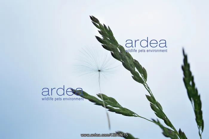 : Dandelion clock : Dandelion clock