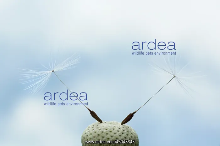  : Dandelion clock