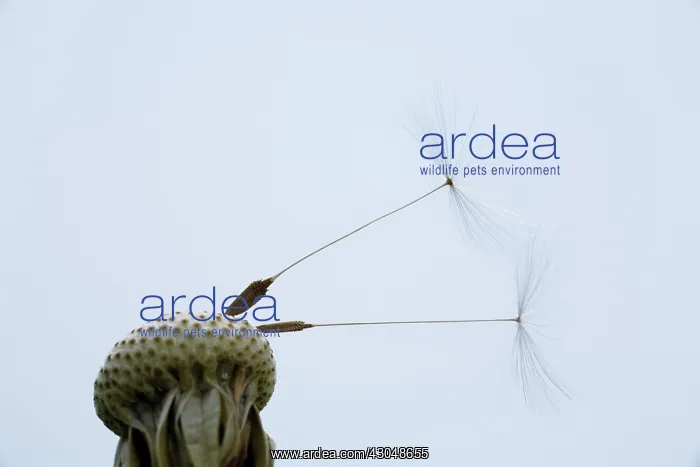 : Dandelion clock : Dandelion clock