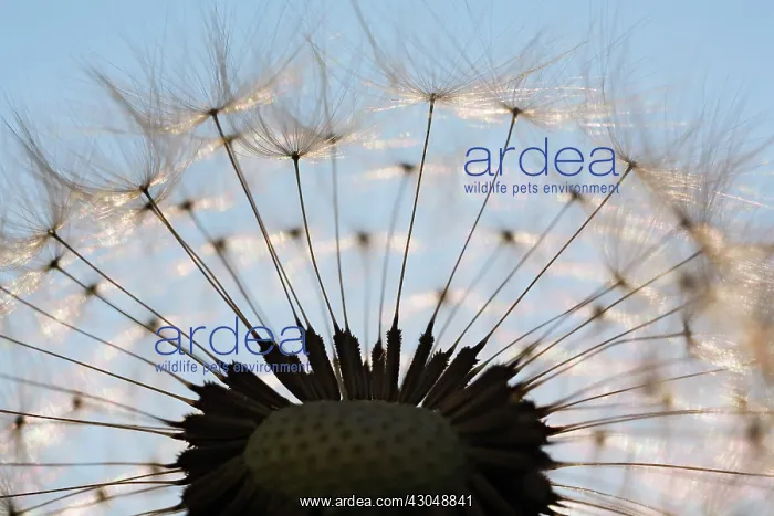 : Dandelion clock : Dandelion clock