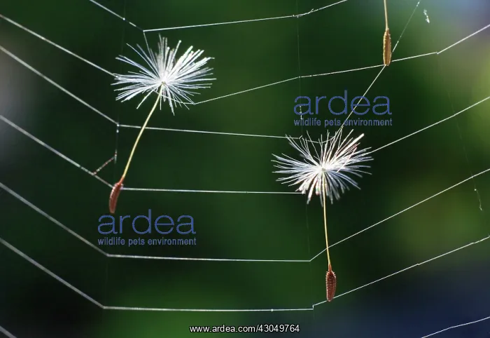 : Dandelion clock : Dandelion clock