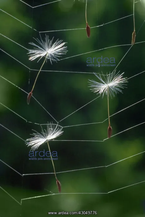 : Dandelion clock : Dandelion clock