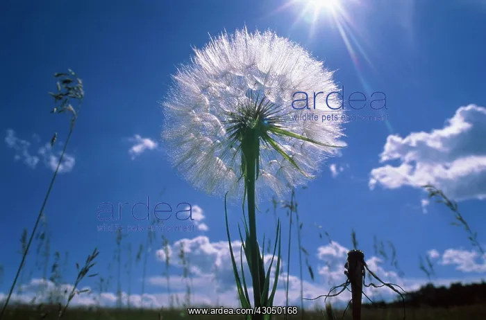 : Dandelion clock : Dandelion clock