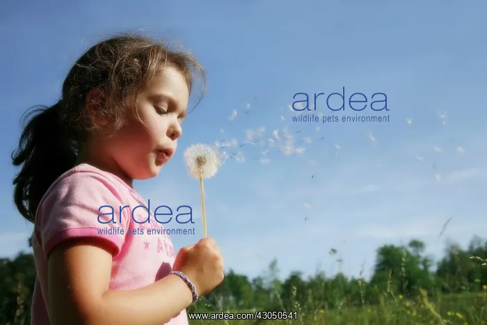 : Dandelion clock : Dandelion clock