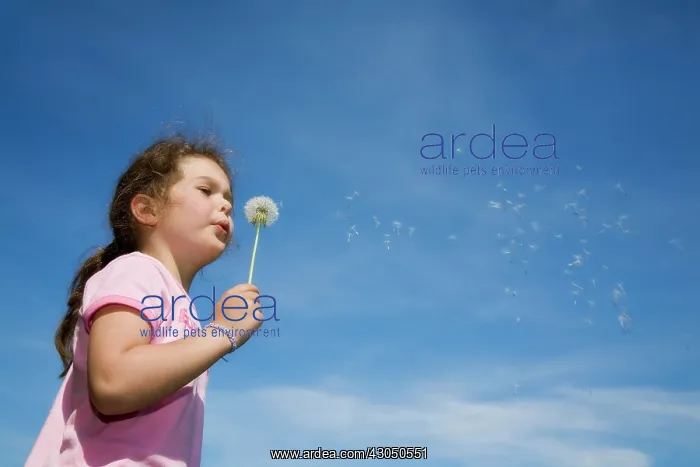 : Dandelion clock : Dandelion clock