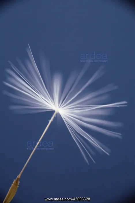 : Dandelion clock : Dandelion clock