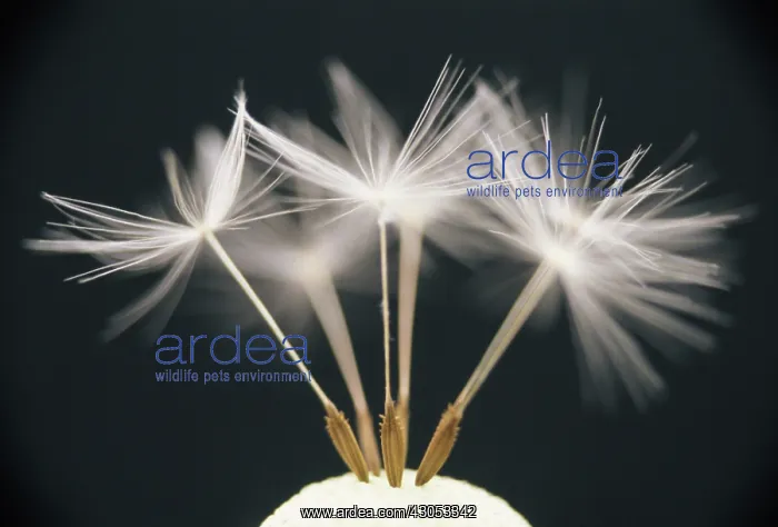 : Dandelion clock : Dandelion clock