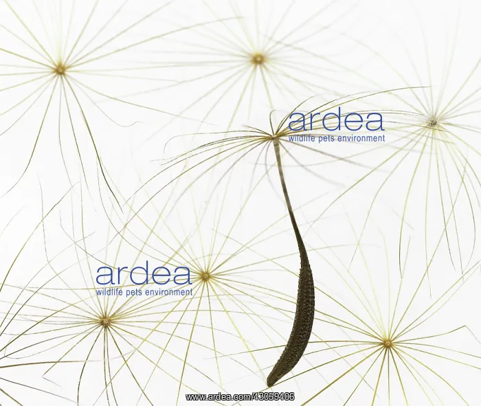 : Dandelion clock : Dandelion clock