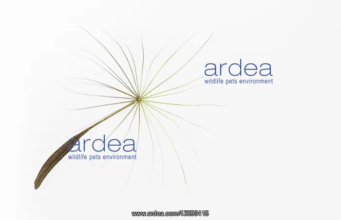 : Dandelion clock : Dandelion clock