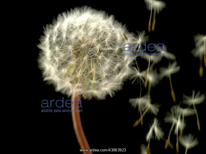 : Dandelion clock : Dandelion clock