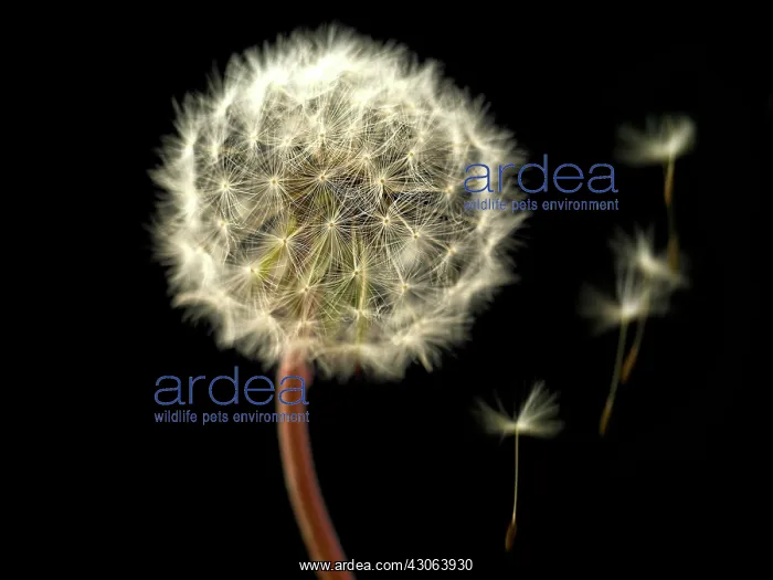 : Dandelion clock : Dandelion clock
