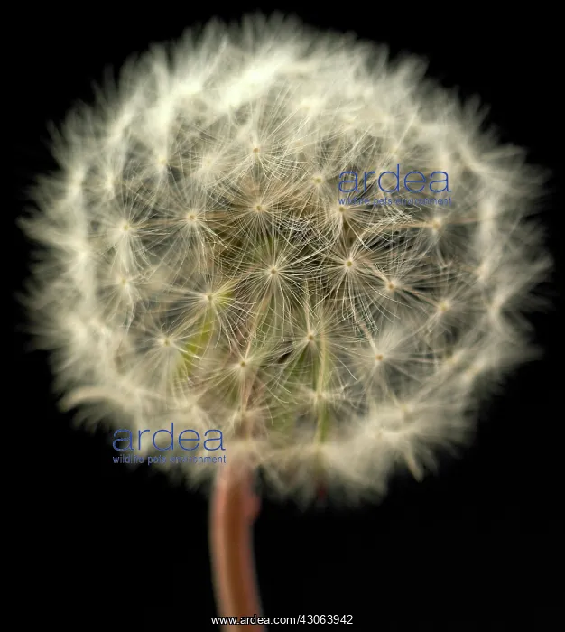 : Dandelion clock : Dandelion clock