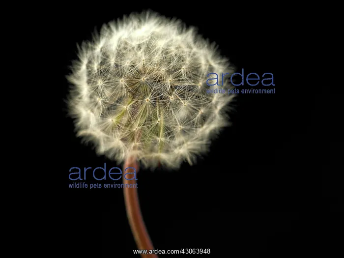 : Dandelion clock : Dandelion clock