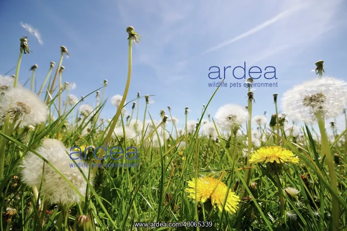 : Dandelion clock : Dandelion clock
