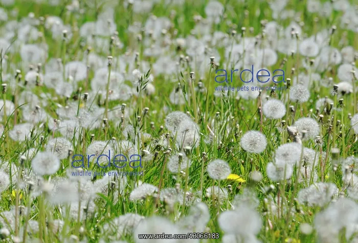 : Dandelion clock : Dandelion clock
