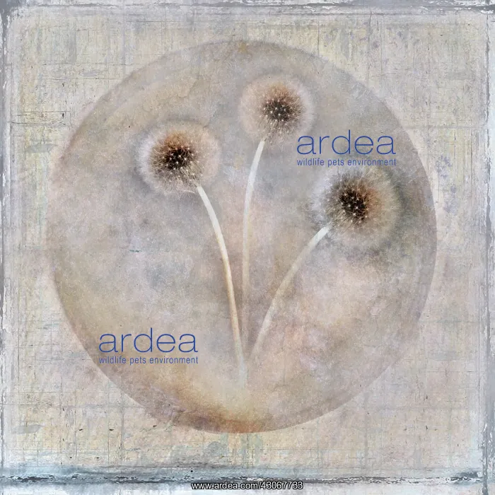 : Dandelion clock : Dandelion clock