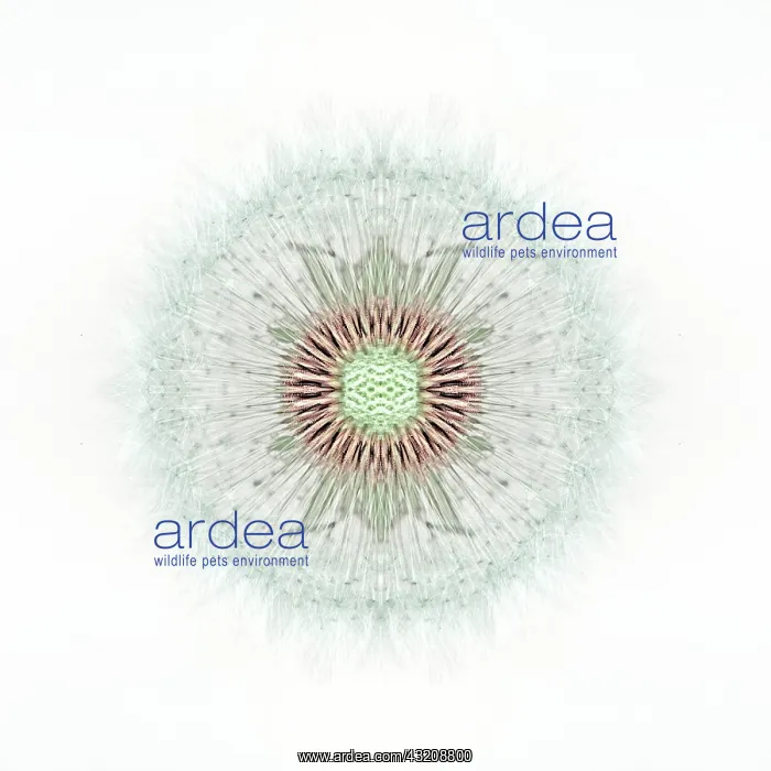 : Dandelion clock : Dandelion clock
