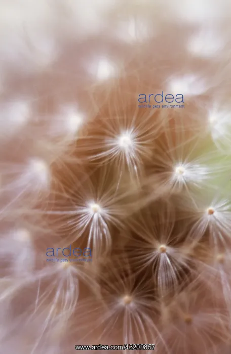 : Dandelion clock : Dandelion clock