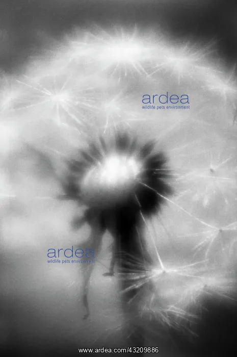 : Dandelion clock : Dandelion clock